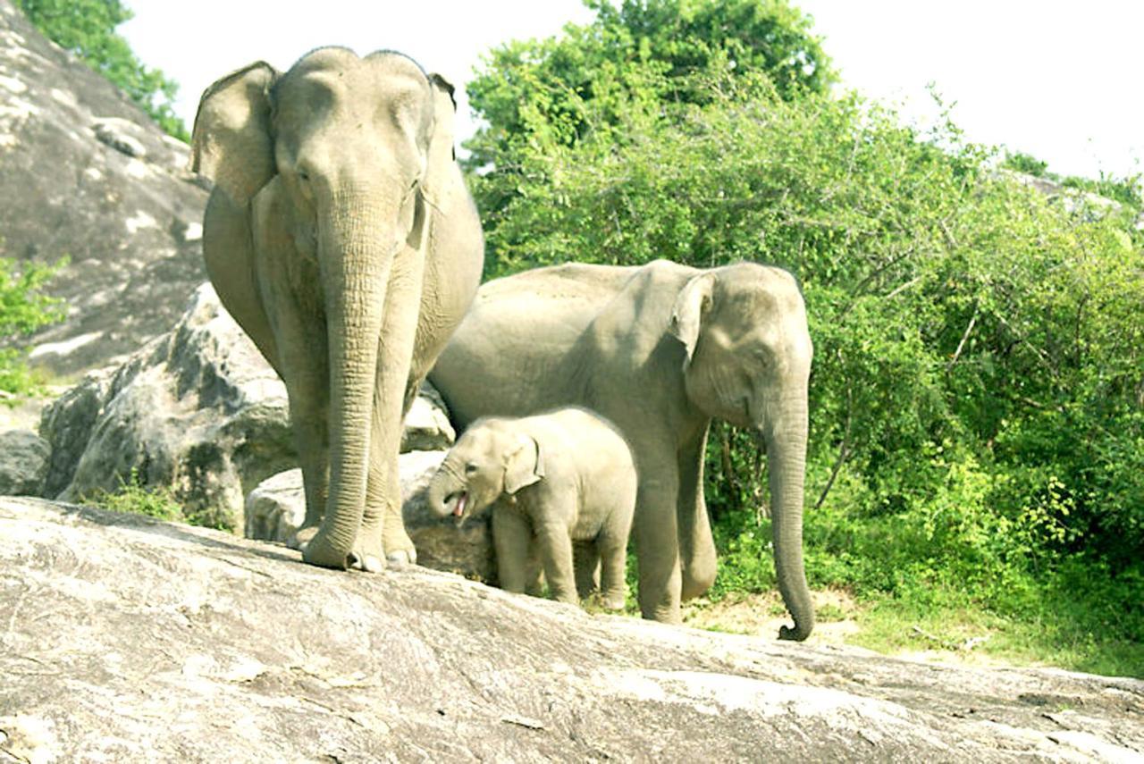 Eagle Safari Family Bungalow ウダワラウェ エクステリア 写真